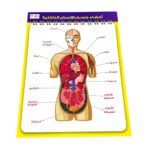⁦وسيلة تعليمية جسم الانسان - عربي وانجليزي - أعضاء الجسم الداخلية مقاس 42×56 سم⁩ - الصورة ⁦2⁩